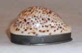 Antique English Cowrie Shell Pocket Snuffbox Snuff Box Pewter Mounted Hinged Lid