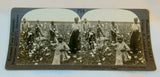 Stereoview Black Americans Gathering Cotton