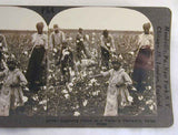Stereoview Black Americans Gathering Cotton