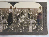 Stereoview Black Americans Gathering Cotton